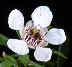 Image: P.B. Heenan © Landcare Research 2014 